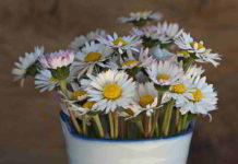 Erboristeria del fiore di Bach Pine