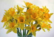 Erboristeria del fiore di Bach Star of Bethlehem