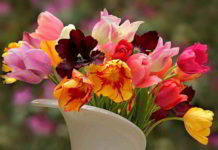 Erboristeria del fiore di Bach Vervain