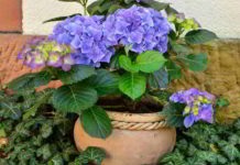 Erboristeria del fiore di Bach Vine