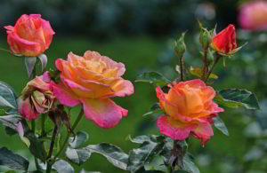 fernando_pessoa_la_bellezza