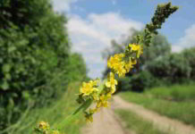 Il fiore di Bach Agrimony