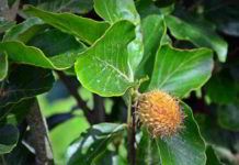 Beech, il fiore di Bach