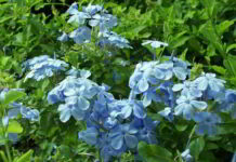 Fiore di Bach Cerato