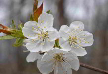 Fiore di Bach Cherry Plum