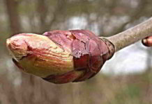 Il fiore di Bach Chestnut Bud