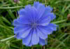 Il fiore di Bach Chicory