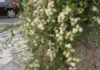 Il fiore di Bach Clematis