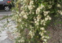 Il fiore di Bach Clematis