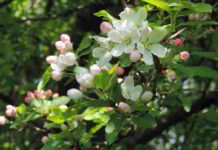 Fiore di Bach Crab Apple
