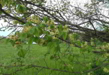Fiore di Bach Elm, foto Valsecchi