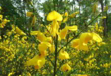 Gorse fiore di Bach della speranza