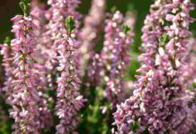 Heather il fiore di Bach che teme la solitudine