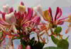 Honeysuckle il fiore di Bach dei rimpianti