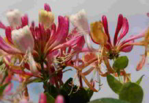 Honeysuckle il fiore di Bach dei rimpianti