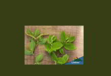 Hornbeam il fiore di Bach dell'esaurimento