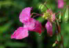 Fiore di Bach Impatiens