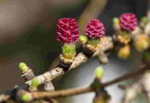 Fiore di Bach Larch