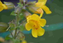 Fiore di Bach Mimulus