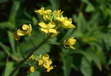 Fiore di Bach Mustard