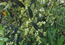 Fiore di Bach Olive la forza vitale