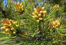 Pine fiore di Bach del senso di colpa