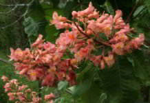 Red Chestnut fiore di Bach dell'autonomia