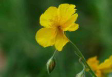 Rock Rose fiore di Bach del panico