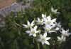Fiore Star of Bethlehem i traumi