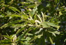 Fiore di Bach Sweet Chestnut