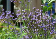 Vervain energico fiore di Bach
