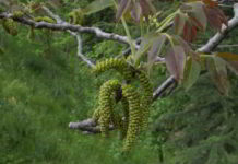 Fiore di Bach Walnut che accompagna i cambiamenti