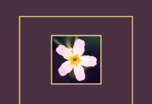 Water Violet fiore di Bach che porta calore nel cuore