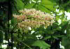 White Chestnut fiore di Bach del controllo mentale