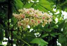 White Chestnut fiore di Bach del controllo mentale
