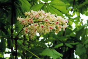 White Chestnut, il fiore del controllo mentale