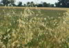 Fiore di Bach Wild Oat