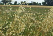 Fiore di Bach Wild Oat