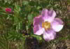 Wild Rose fiore di Bach che riporta il sorriso