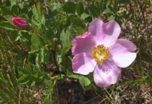Wild Rose fiore di Bach che riporta il sorriso