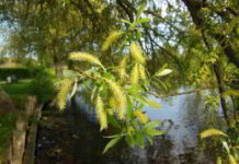Willow il fiore di Bach del destino