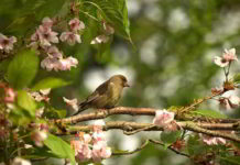 Fiori di Bache la ragilità