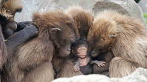 Fiori di Bach per la famiglia