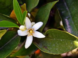 iovanni_pGiovanni Pascoli, gelsomino notturnotturno