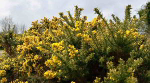 Un cespuglio di Gorse in piena fioritura
