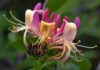 Il bellissimo fiore di Bach Honeysuckle