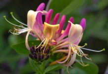 Il bellissimo fiore di Bach Honeysuckle