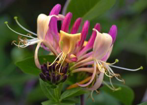 Il bellissimo fiore di Bach Honeysuckle