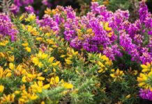 Introduzione ai Fiori di Edward Bach