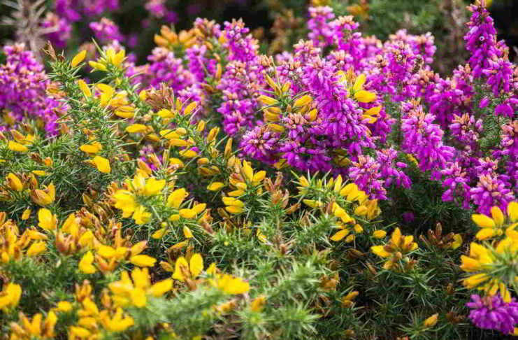 Introduzione ai Fiori di Edward Bach